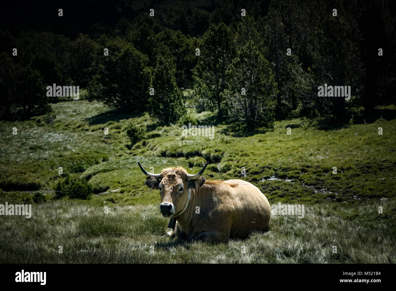 Brown cow ruminating, lying down in mountain pasture in french alps ...