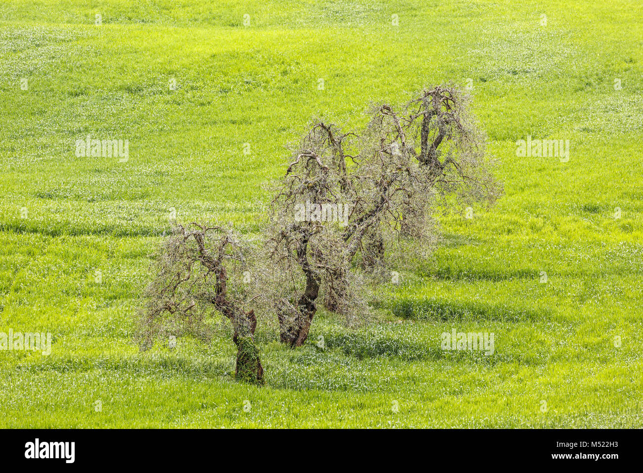 Tree in field row hi-res stock photography and images - Alamy