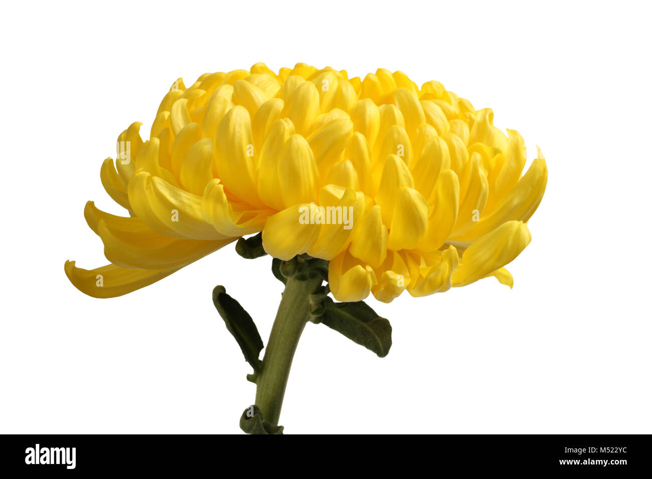 Big yellow chrysanthemum flower isolated on white background Stock ...