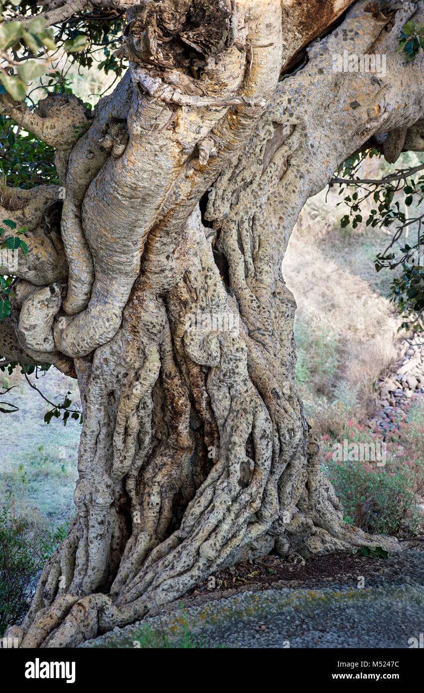 Tree trunk of the Large-fruited Sycamore Fig (Ficus sycomorus),Hawzien,Tigray,Ethiopia Stock Photo