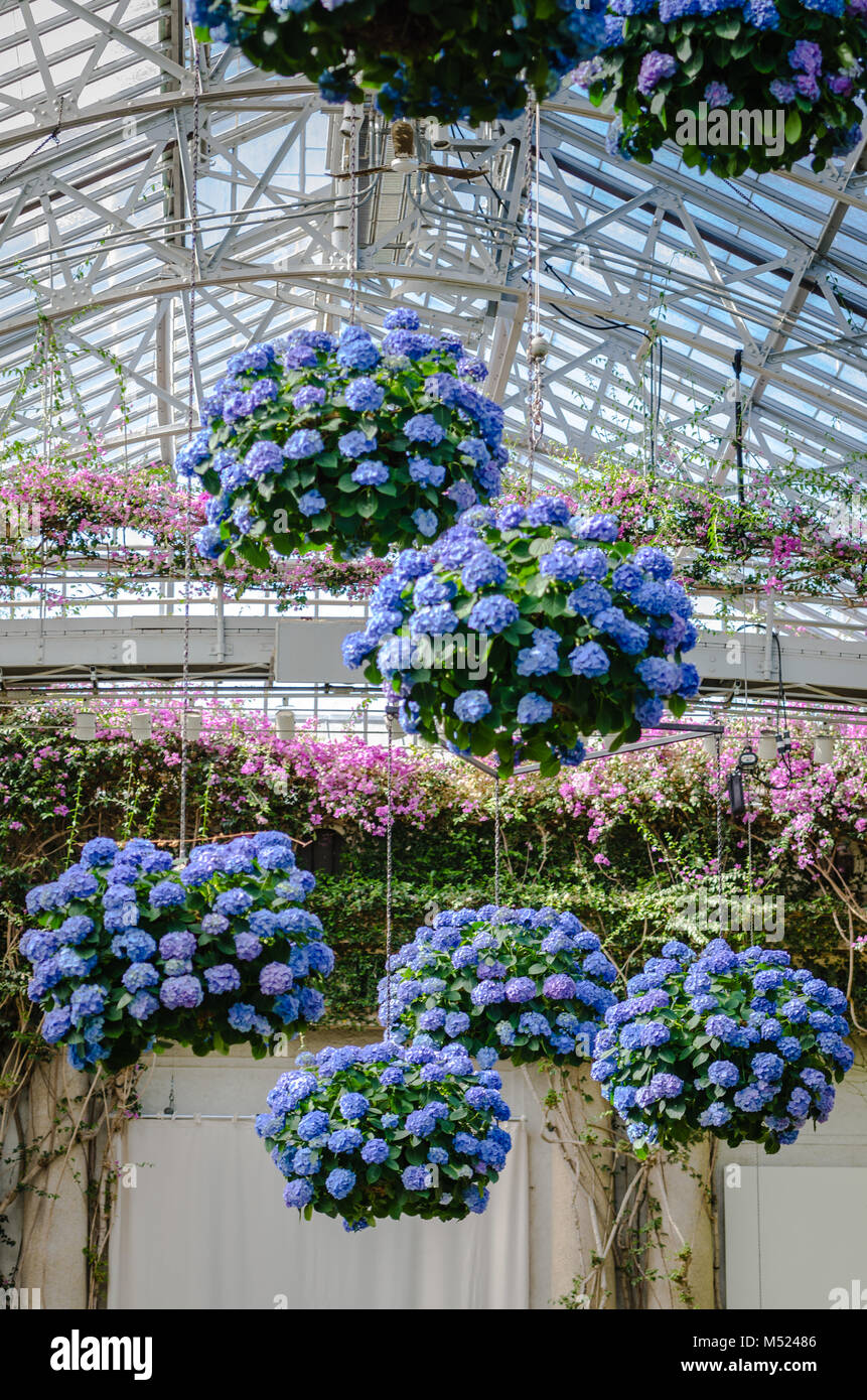 Flower baskets filled with blue hydrangeas (Hydrangea macrophylla) hang from glass ceiling in East Conservatory of Longwood Gardens, an American botan Stock Photo