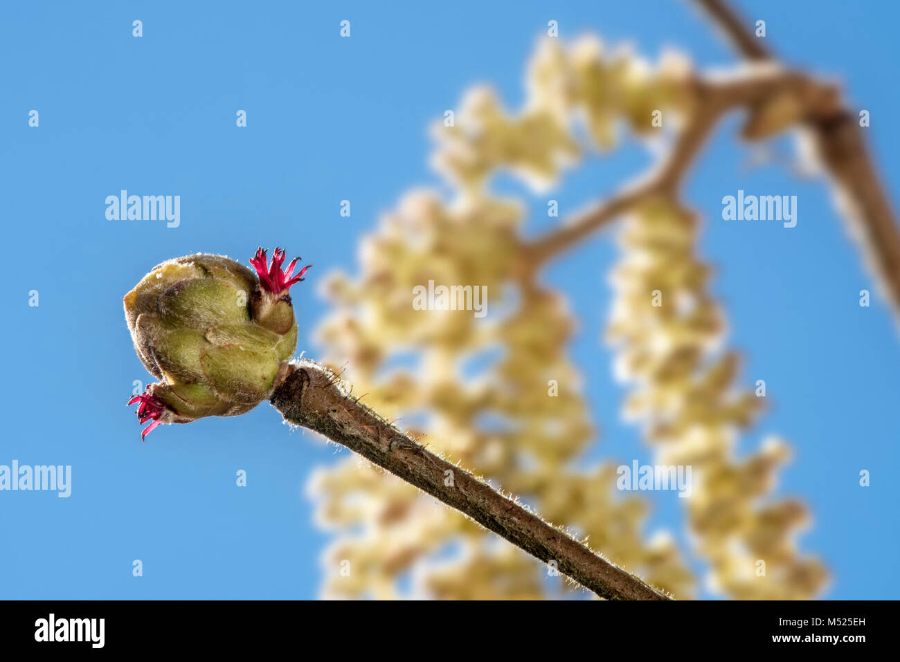 Common hazel (Corylus avellana) close up of female catkin concealed in bud with only the red  styles visible against blue sky Stock Photo