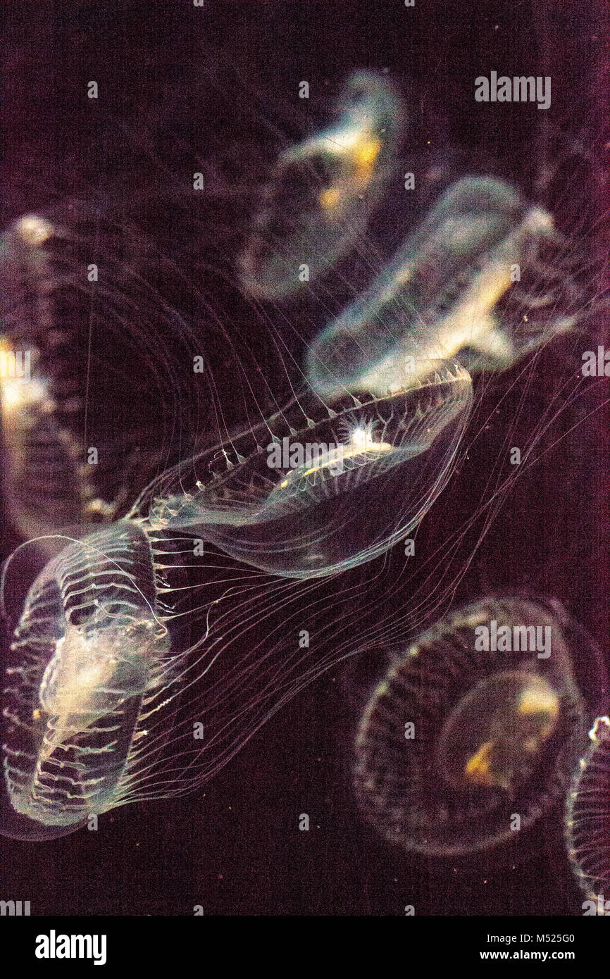Crystal jellyfish Aequorea victoria is a bioluminescent hydrozoan jellyfish Stock Photo