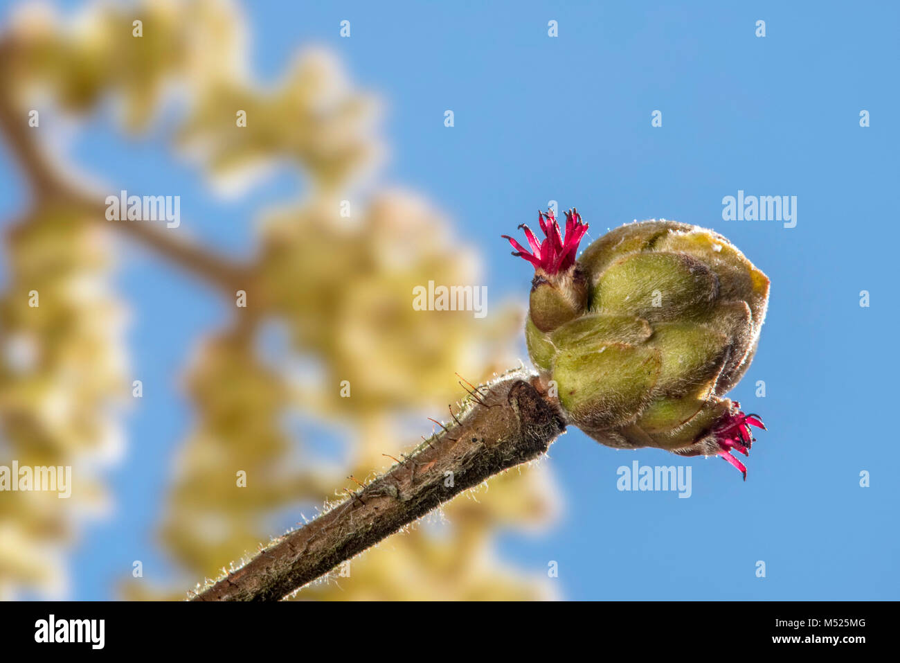 Common hazel (Corylus avellana) close up of female catkin concealed in bud with only the red  styles visible against blue sky Stock Photo