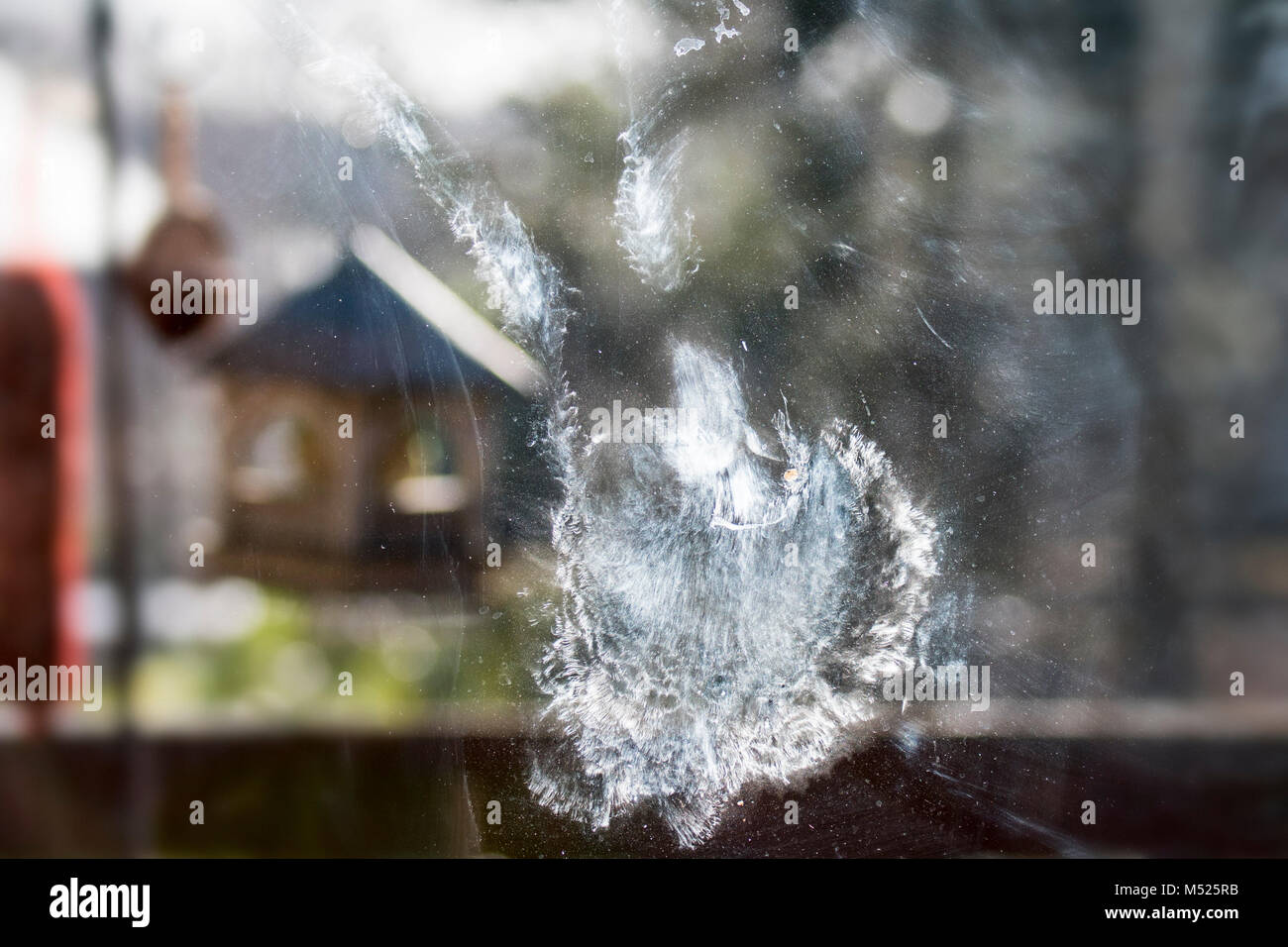 Pigeon imprint made of oily dust from powder down feathers after colliding with window glass pane of house Stock Photo