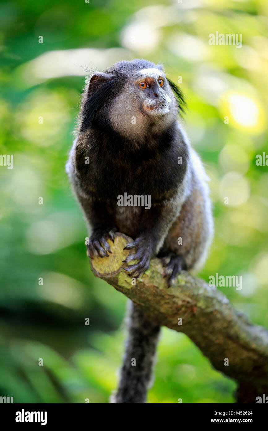 Wied's marmoset (Callithrix kuhlii),adult,sits on branch,vigilant,captive Stock Photo