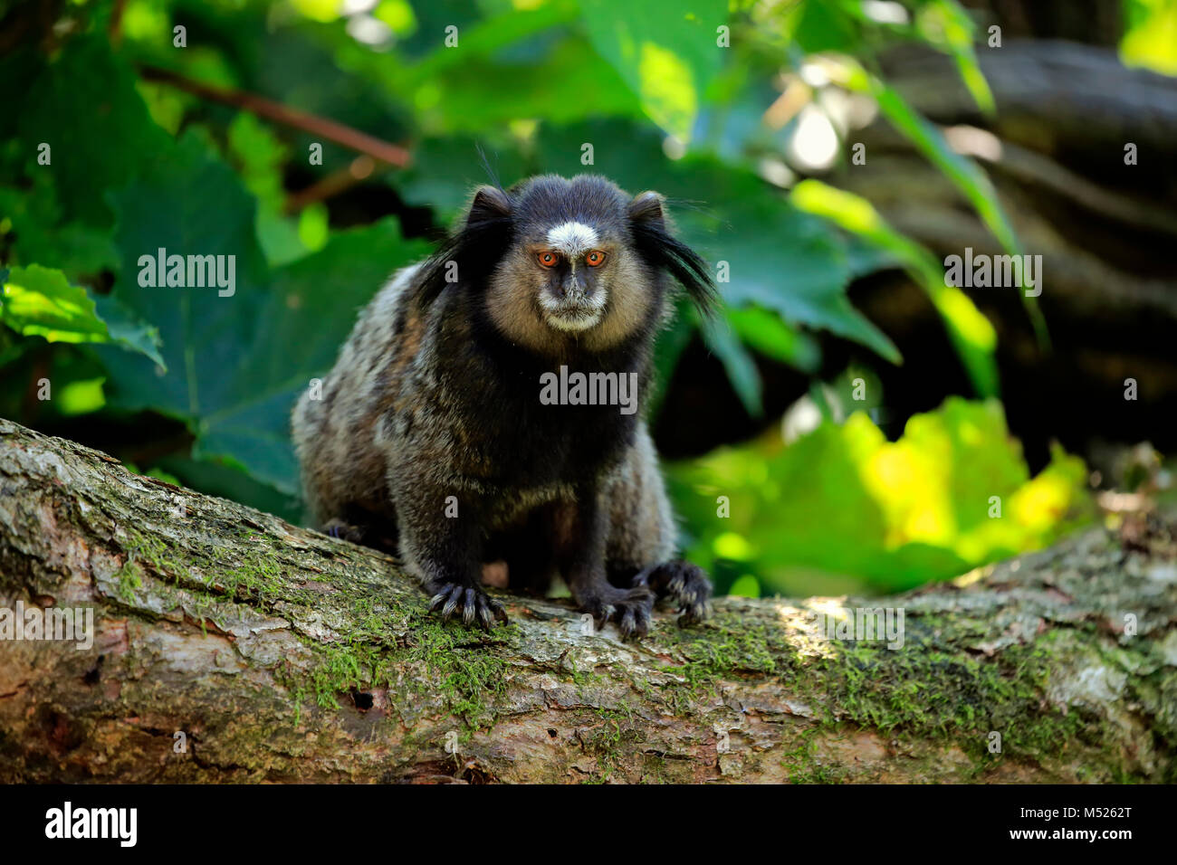 Wied's marmoset (Callithrix kuhlii),adult,sits on branch,vigilant,captive Stock Photo