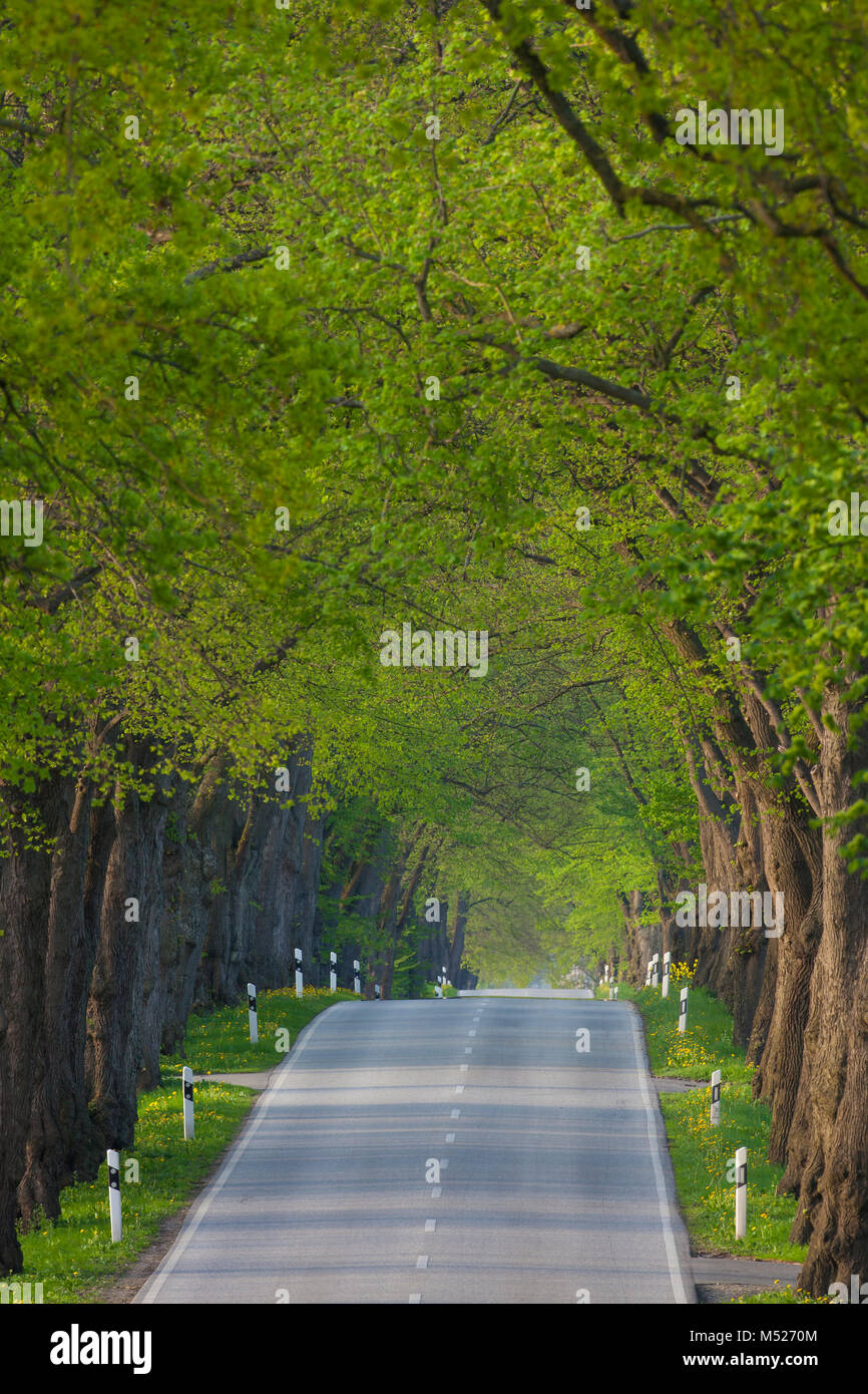 Silver linden / silver lime trees (Tilia tomentosa) bordering avenue in summer Stock Photo