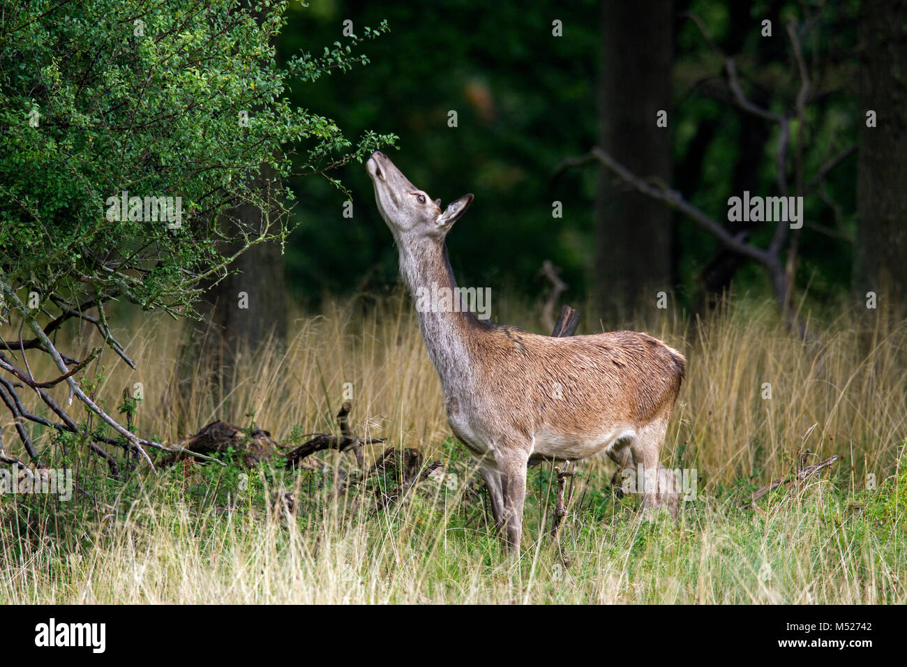 Red deer (Cervus elaphus) hind / female nibbling on leaves of shrub in forest Stock Photo