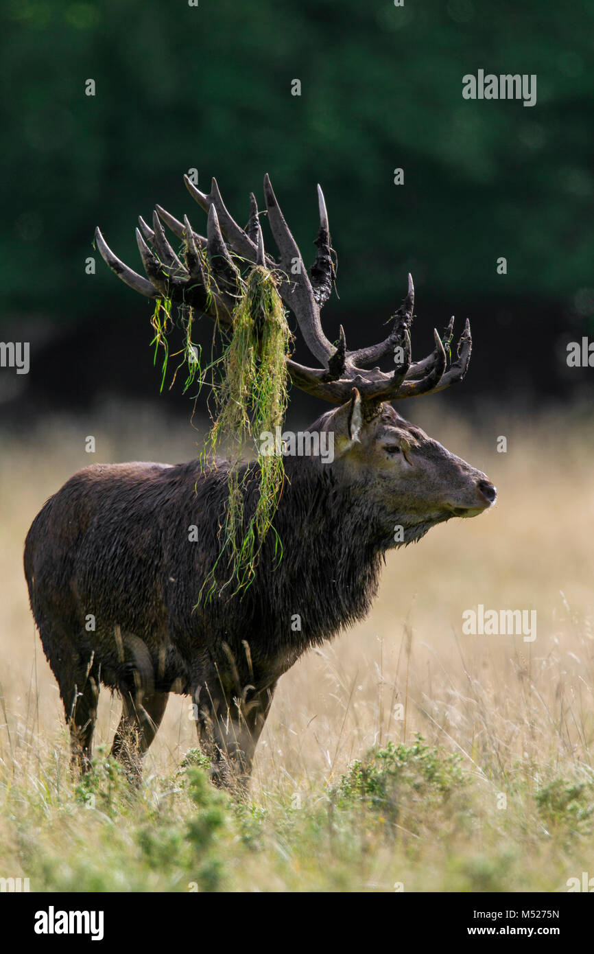 Red deer (Cervus elaphus) stag with antlers covered in mud and vegetation during the rut in autumn forest Stock Photo