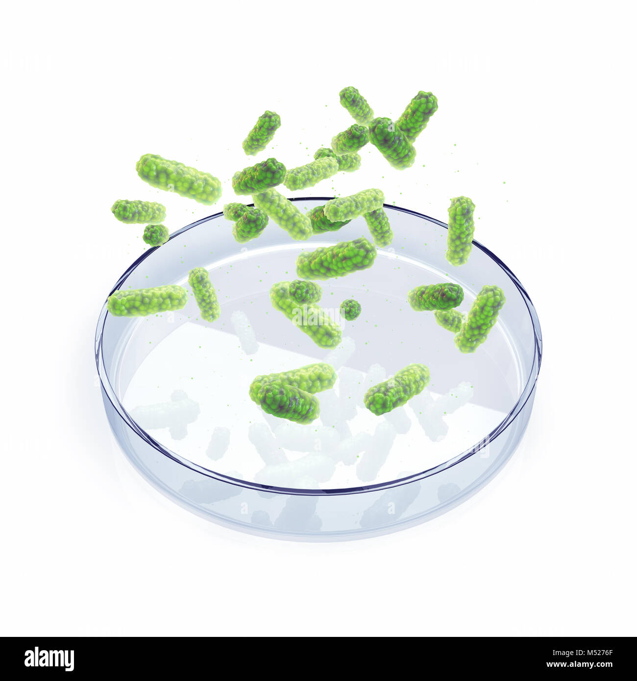 Bacteria over petri dish on white background , Bacterial infection outbreak,Global epidemic research Stock Photo