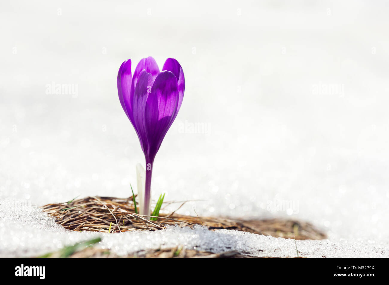 Alone crocus flower in snow Stock Photo