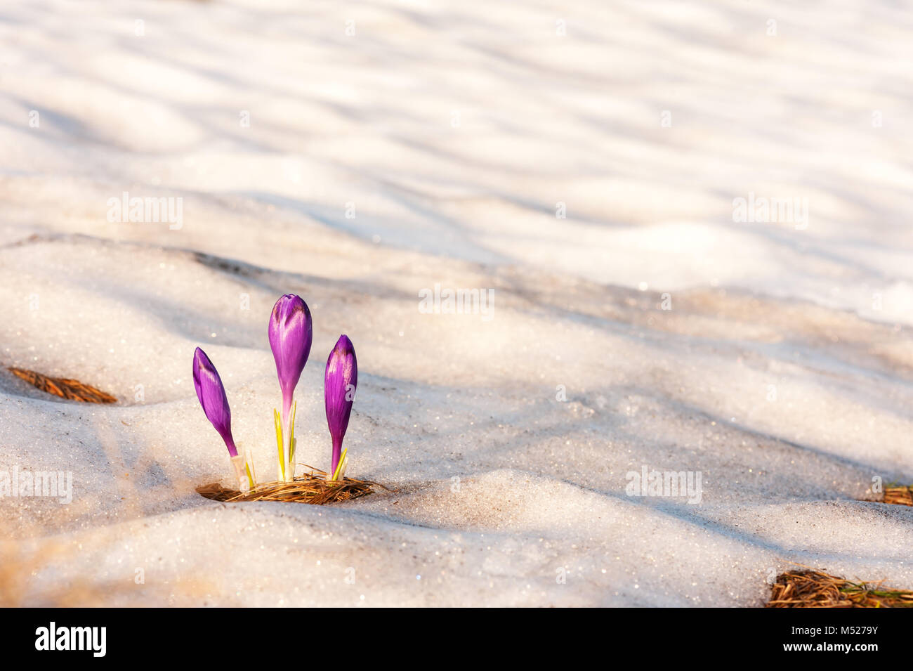 Alone crocus flower in snow Stock Photo