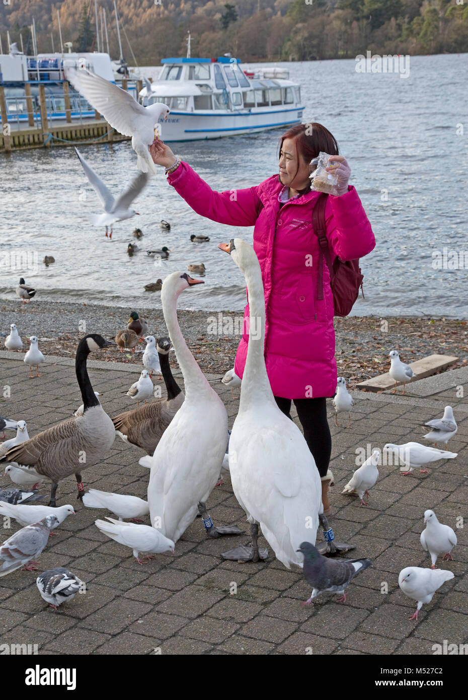 Japanese tourist feeding birds Bowness on Windermere Cumbria UK Stock Photo