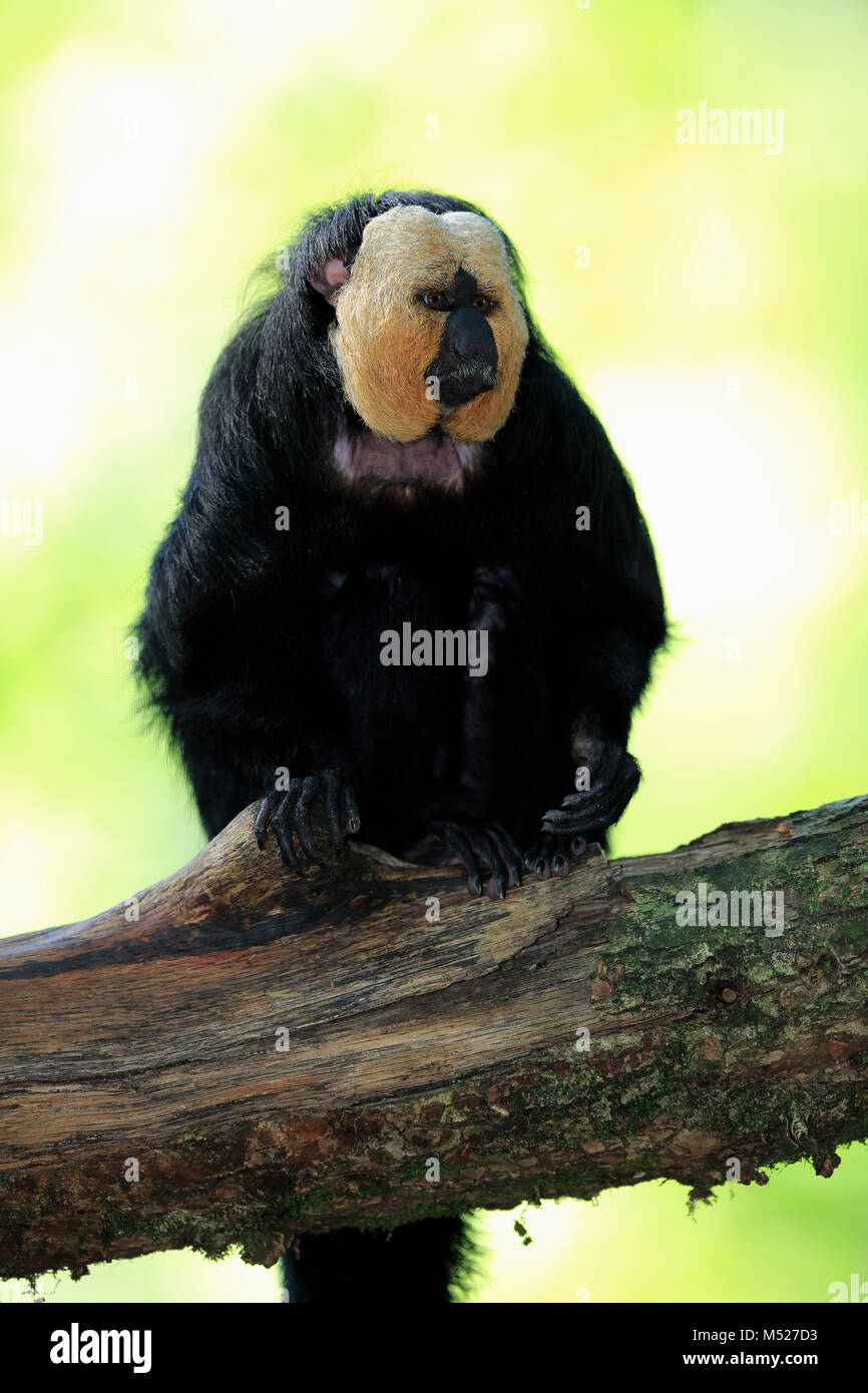 White-faced saki (Pithecia pithecia),adult,male,sitting on branch ...