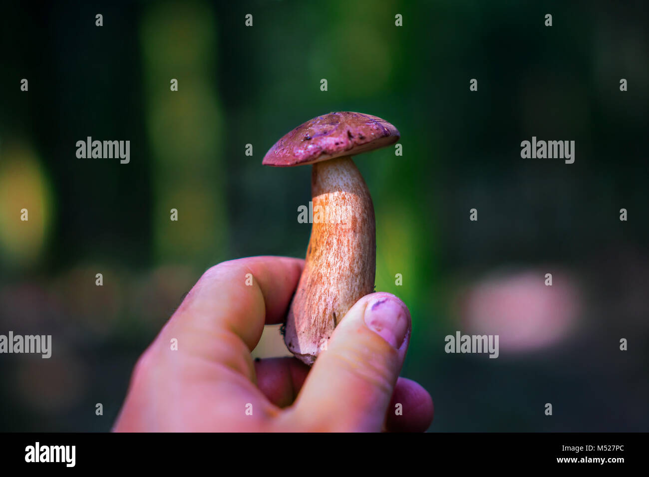 Mushrooms of the Crimea. Mushrooms of Crimea edible: description, photo Mushrooms of the Crimea. Mushrooms of Crimea edible: description, photo