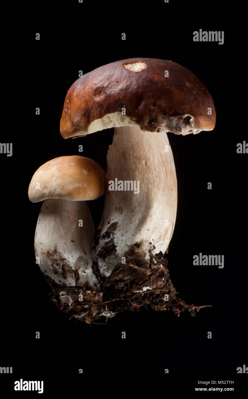 Studio picture of a pair of cep or penny bun fungi, Boletus edulis, on a black background. Hampshire England UK GB Stock Photo
