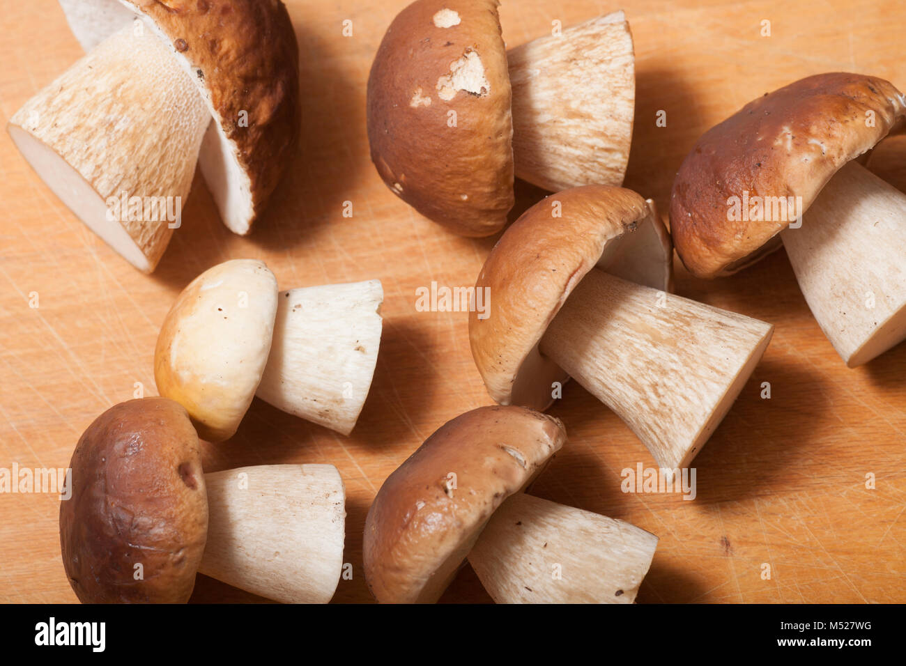 Cep or penny bun fungi, Boletus edulis, studio picture. North Dorset England UK GB Stock Photo