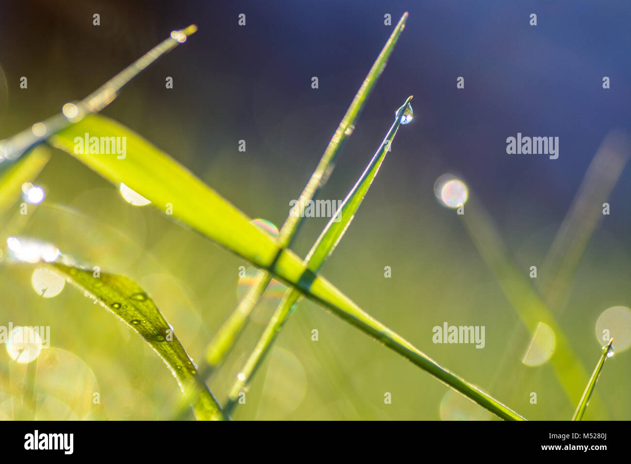 grass macro background raindrop drop water Stock Photo - Alamy