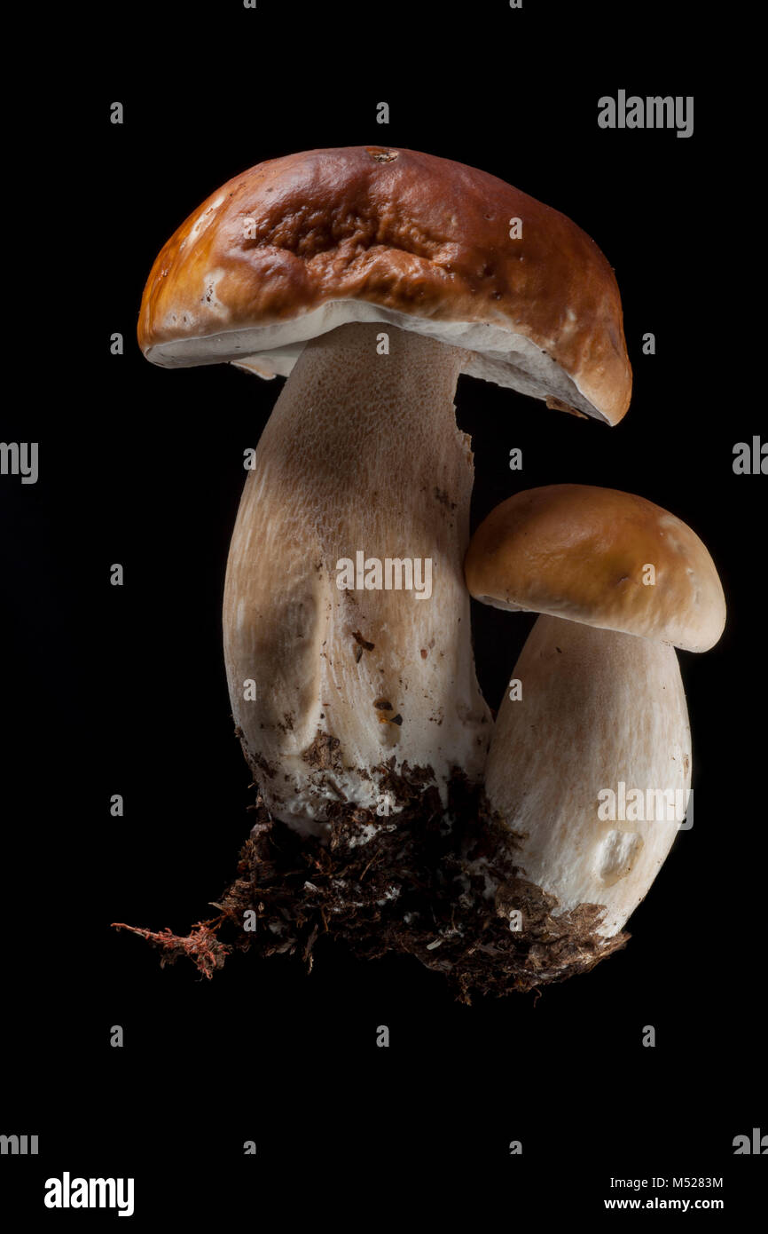 Studio picture of a pair of of cep or penny bun fungi, Boletus edulis, on a black background Dorset England UK GB Stock Photo