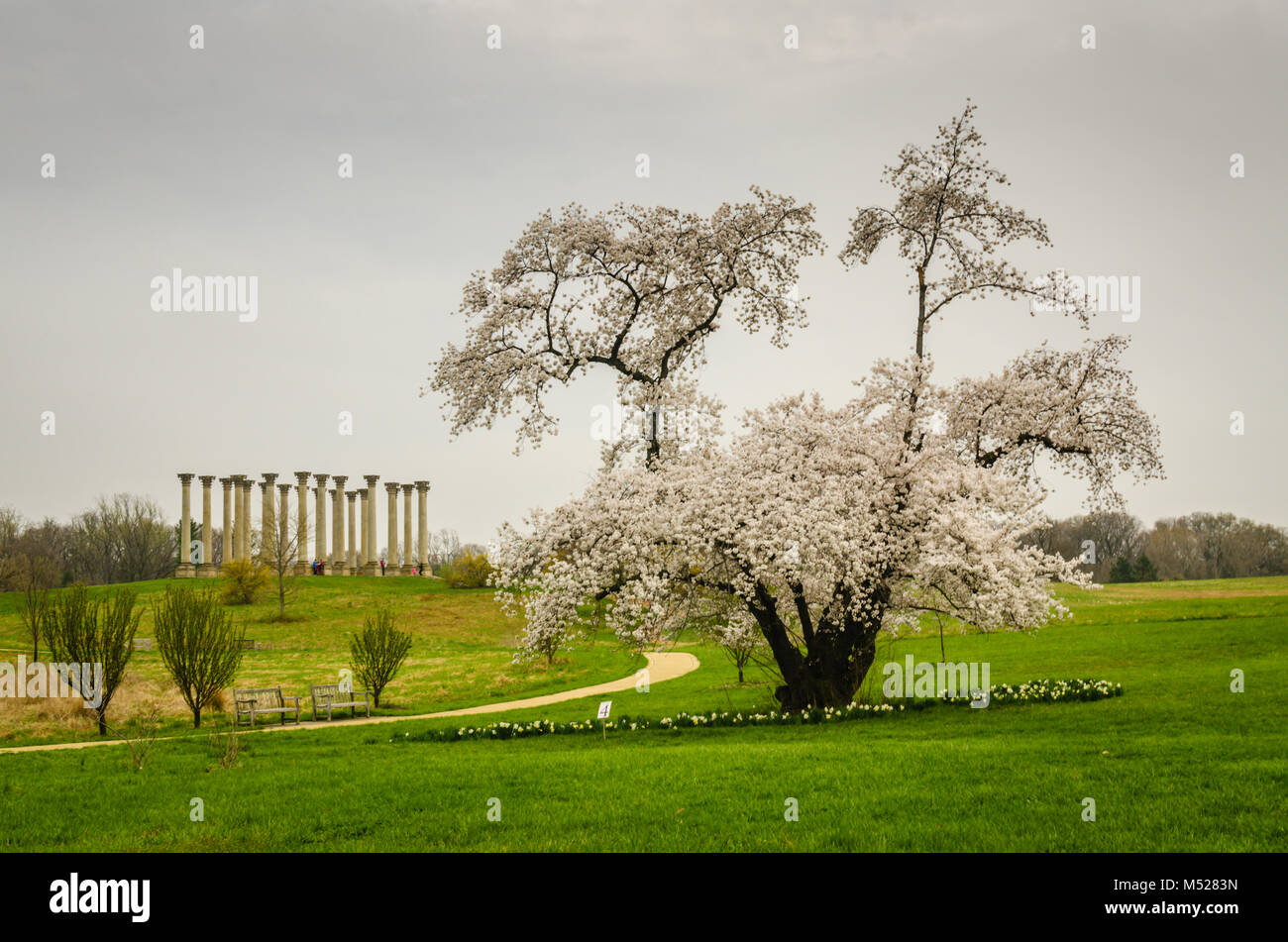 Ancient Cherry Blossom tree and the National Capitol Columns, a ...