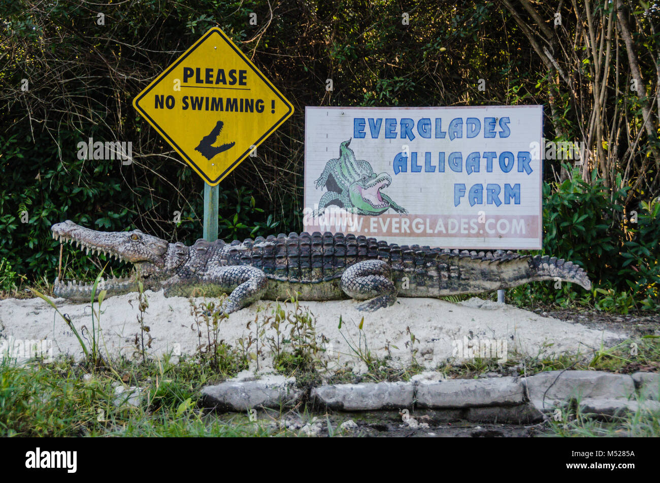 Funny display posing 'No Swimming' sign with alligator statue seen on airboat ride at Everglades Alligator Farm in Southern Florida. Stock Photo