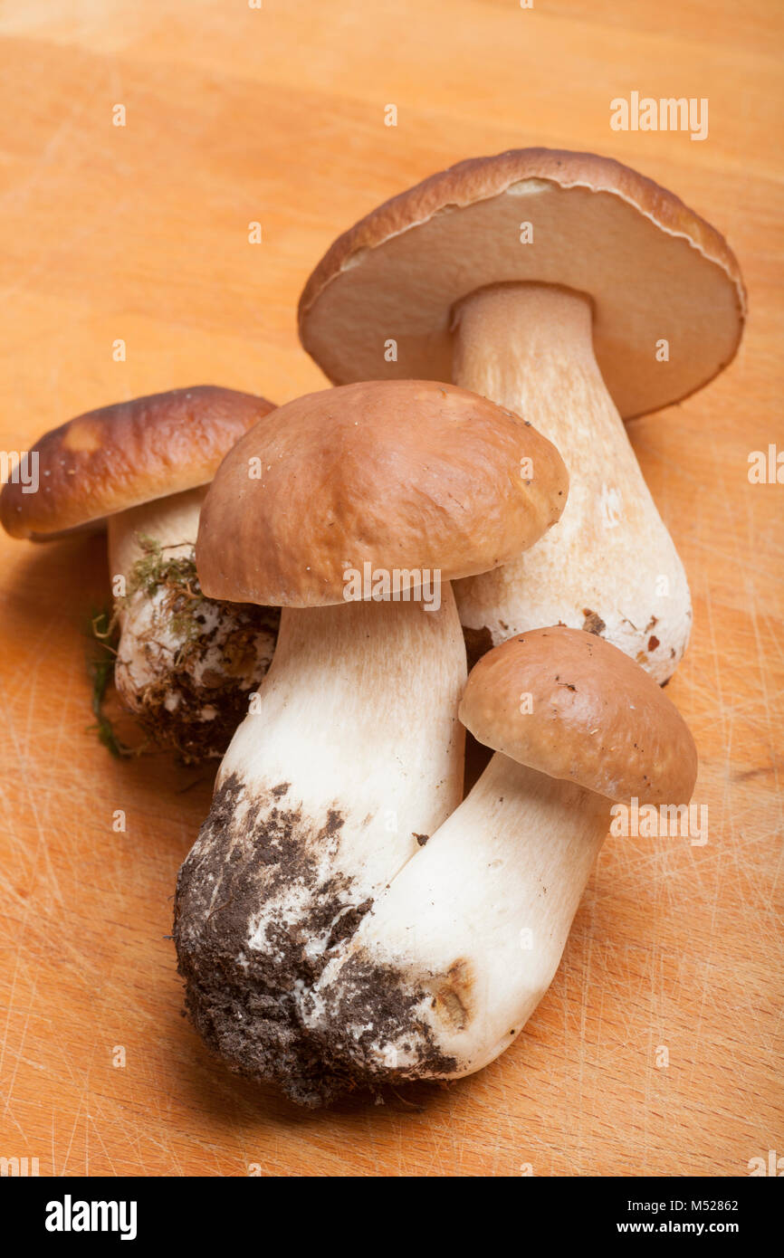 Four cep or penny bun fungi, Boletus edulis, on a wooden chopping board, studio picture. Hampshire England UK GB Stock Photo