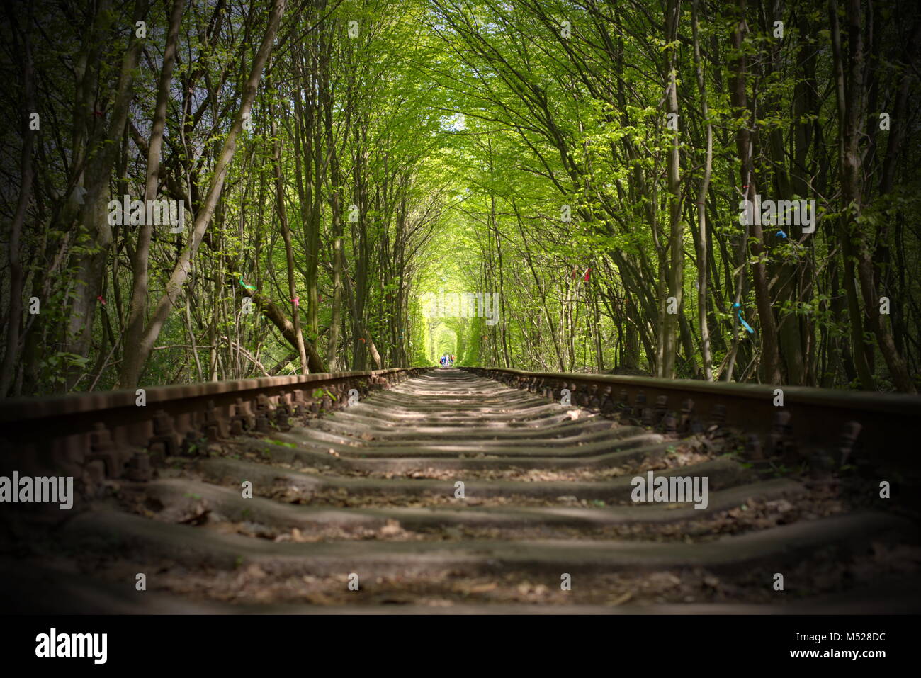 Railroad surrounded by trees called 'Love Tunnel' in Rivne, Ukraine Stock Photo
