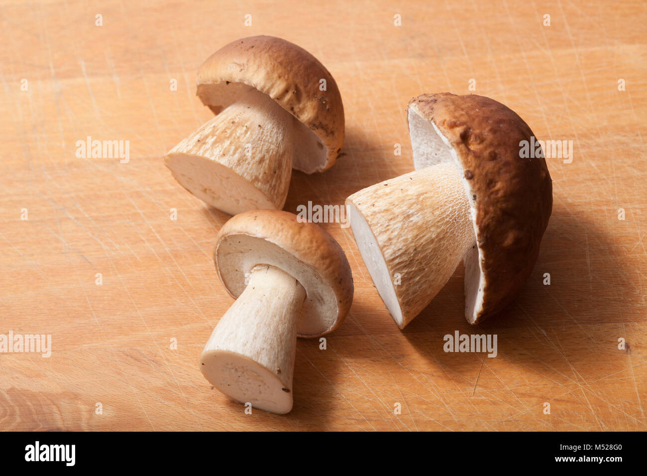 Cep or penny bun fungi, Boletus edulis, studio picture. North Dorset England UK GB Stock Photo