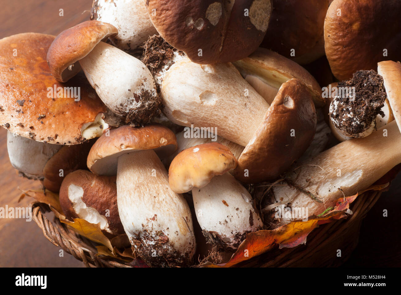 Cep or penny bun fungi, boletus edulis, studio pictures. Hampshire England UK GB Stock Photo