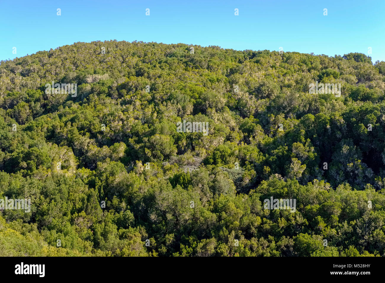 Forest in the Garajonay National Park,near Vallehermoso,La Gomera,Canary Islands,Spain Stock Photo