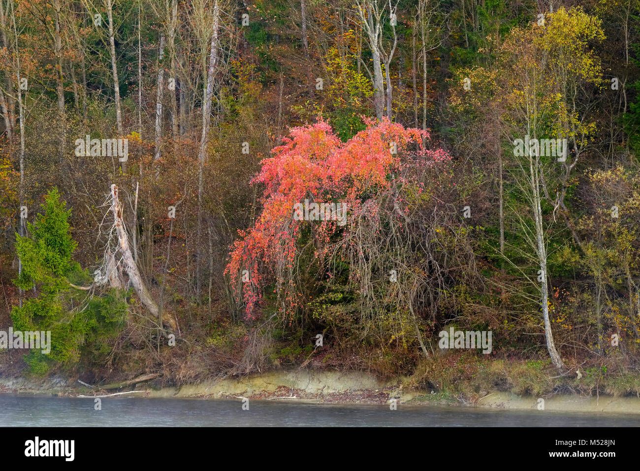 Autumnal floodplain forest on the riverbank,Isar,nature reserve Isarauen,Geretsried,Upper Bavaria,Bavaria,Germany Stock Photo