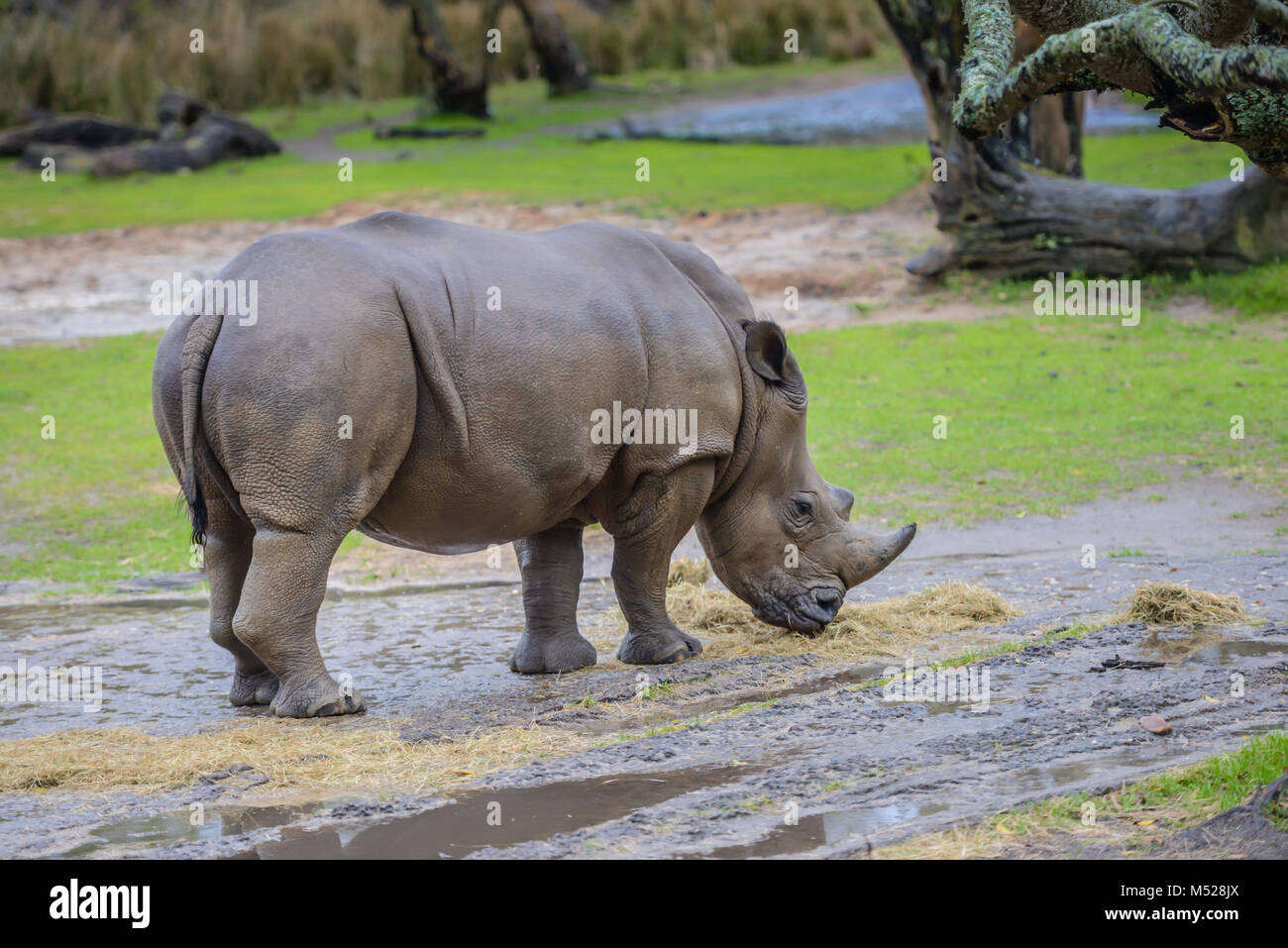 A large rhinocerous eating straw on a rainy day at the Animal Kingdom in the Walt Disney World Resort in Orlando, Florida. Stock Photo