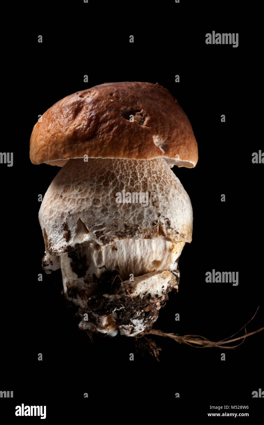 Studio picture of a single cep or penny bun fungi, Boletus edulis, on black background. Hampshire England UK GB Stock Photo