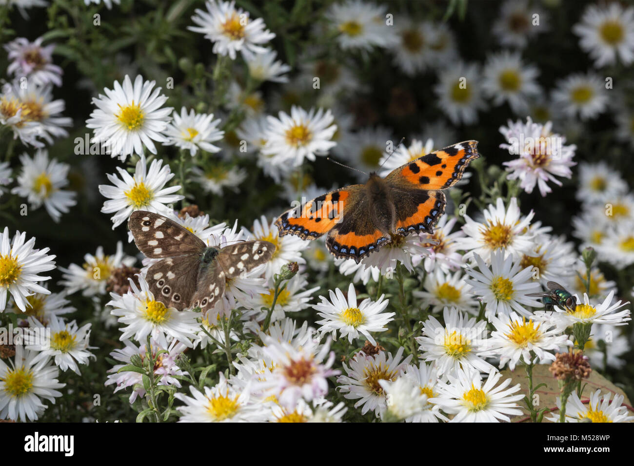 Butterflies on daisies Stock Photo