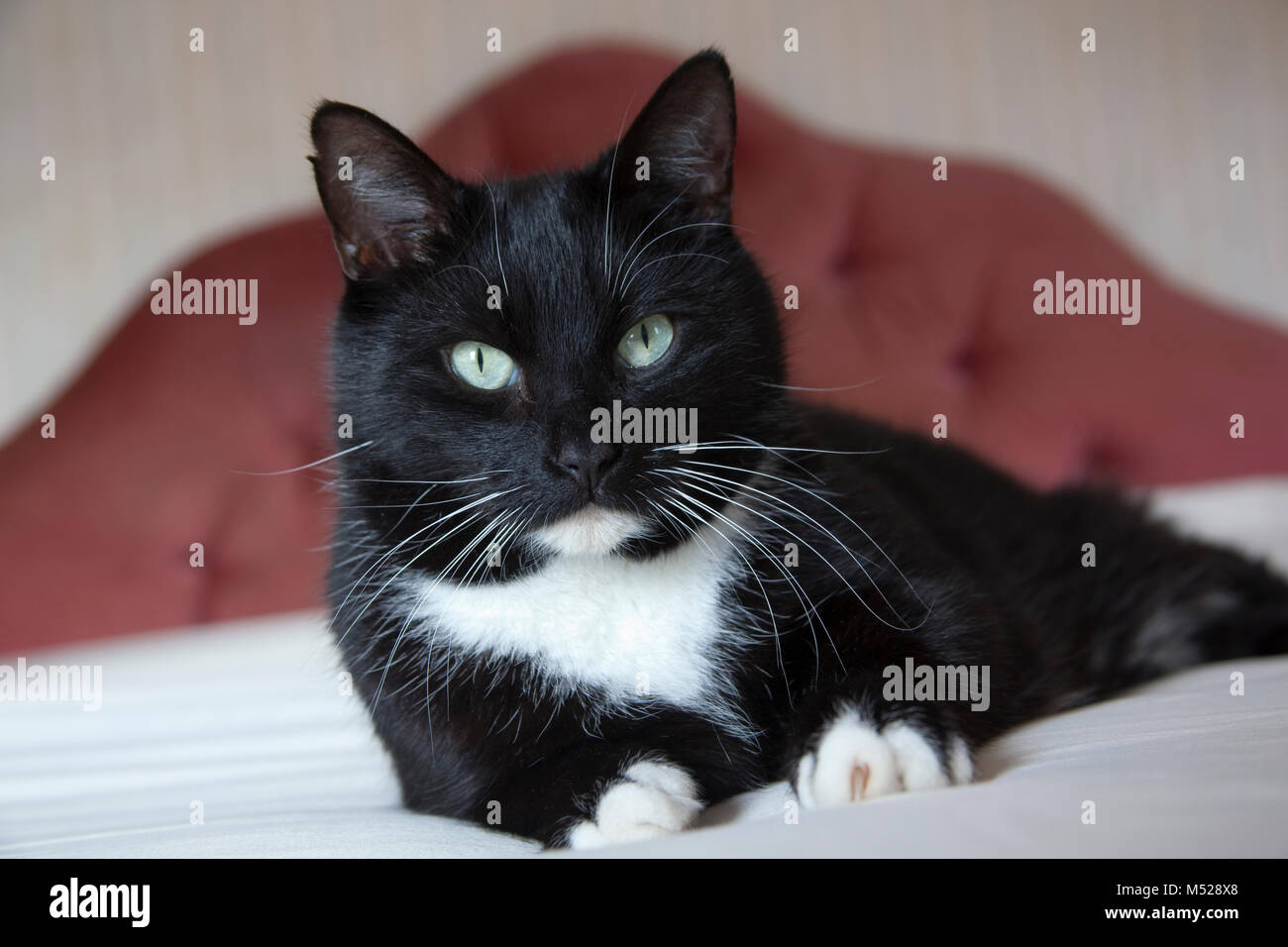 Black cat with white feet hi res stock photography and images Alamy