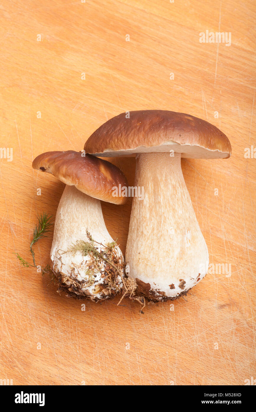 Two cep or penny bun fungi, Boletus edulis, photographed in a studio on a wooden chopping board. Hampshire England UK GB Stock Photo