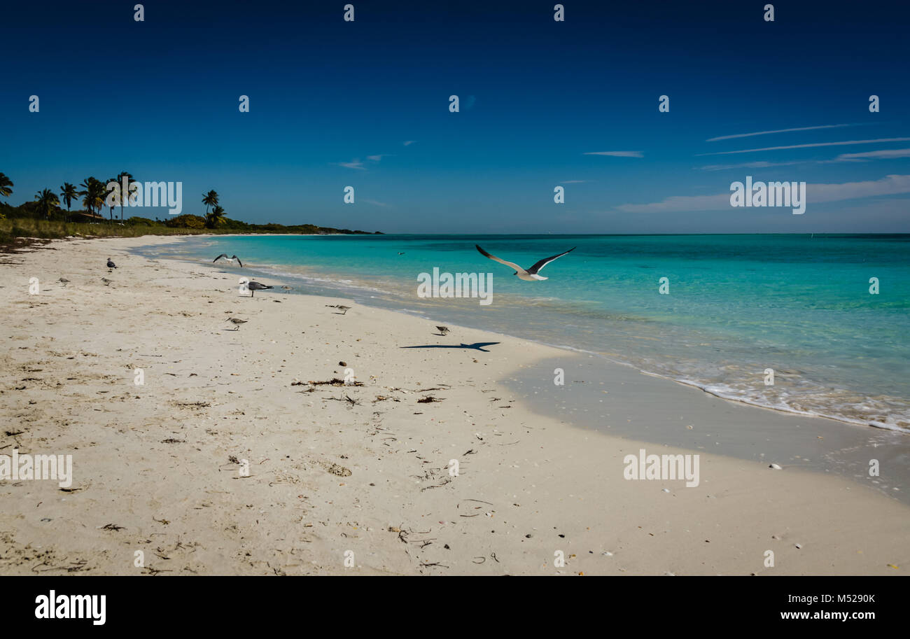 Seagulls flying on beach shore at Bahia Honda State Park in the Florida Keys. Stock Photo