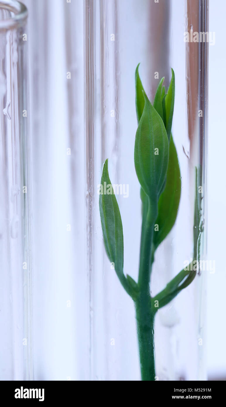 Tissue cultured plant in test tube in a lab Stock Photo