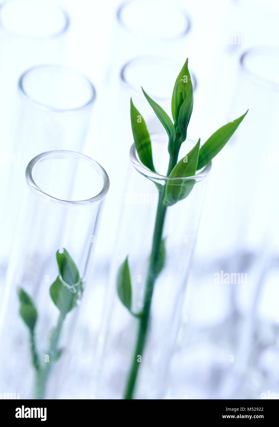 Tissue cultured plant in test tube in a lab Stock Photo