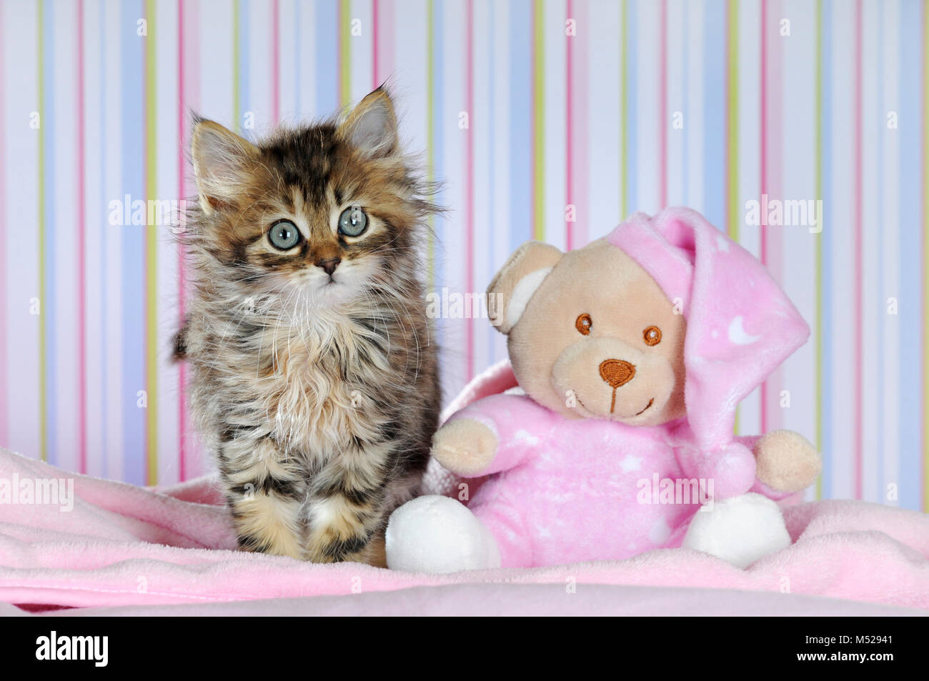 Domestic cat,longhair mackerel,9 weeks,kitten with stuffed bear Stock Photo