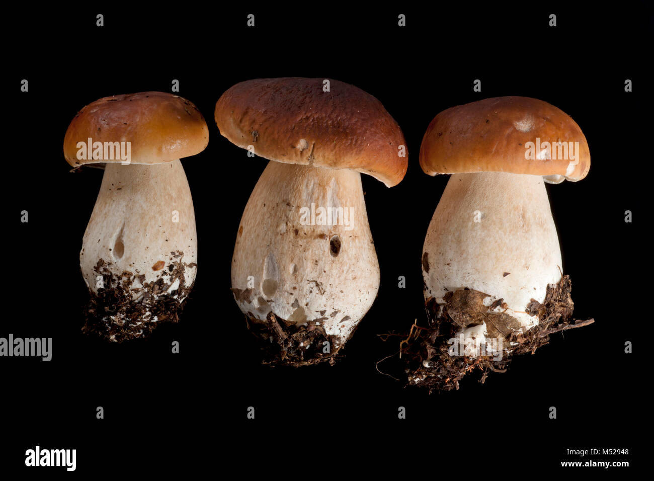 Studio picture of three cep or penny bun fungi on black background Hampshire England UK GB Stock Photo