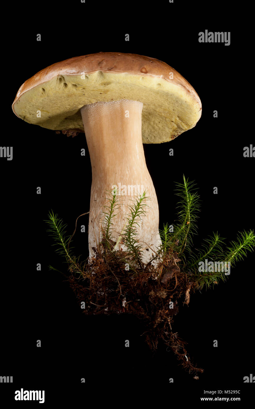 Studio picture of cep or penny bun fungi, Boletus edulis, on black background. Hampshre England UK GB Stock Photo