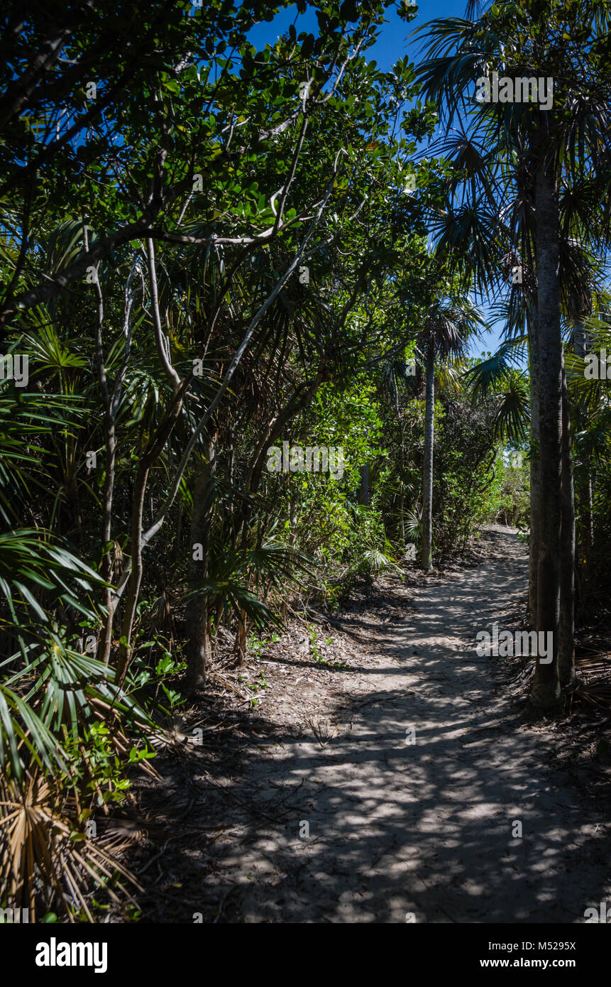 Silver Palm trees on nature trail in Bahia Honda State Park in the Florida Keys. Stock Photo