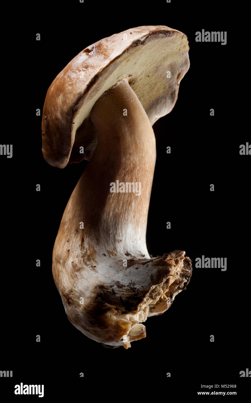 Studio picture of cep or penny bun fungi on black background. Hampshire England UK GB Stock Photo