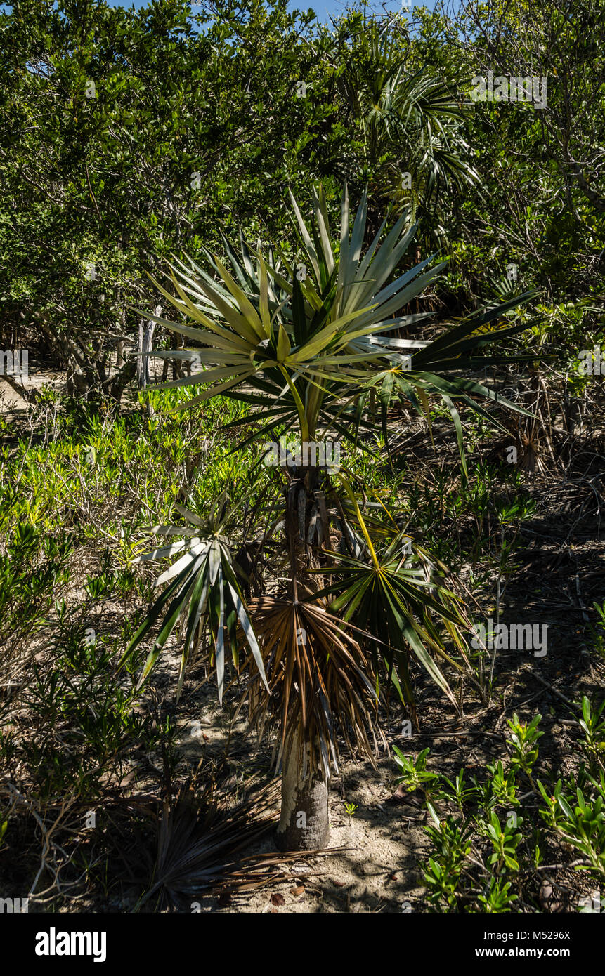 Silver Palm, coccothrinax argentata, growing in sandy soil on nature trail at Bahia Honda State Park in the Florida Keys. Stock Photo