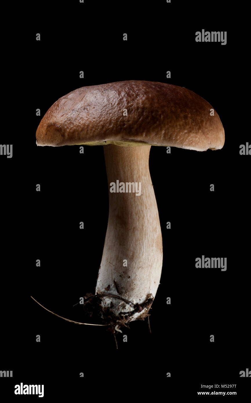 Studio picture of a single toadstool on black background. Hampshire England UK GB Stock Photo