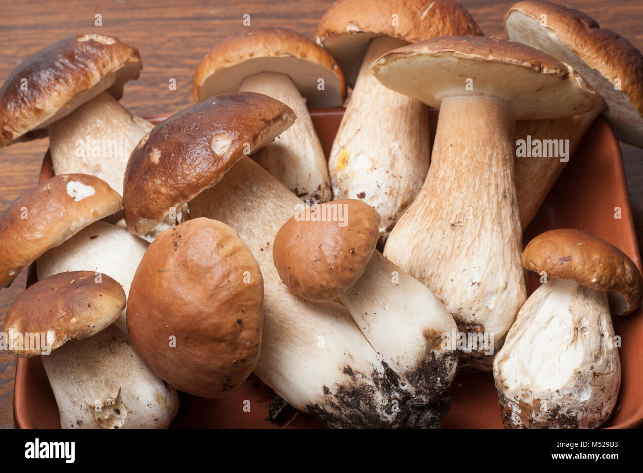 Ceps or penny bun fungi, Boletus edulis, studio pictures. Dorset England UK GB Stock Photo