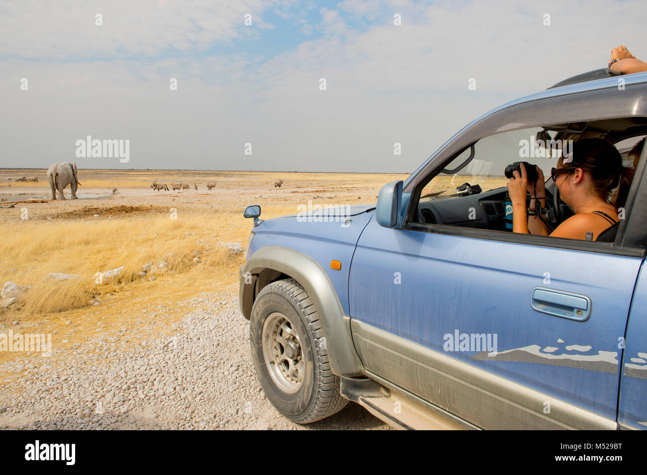 Woman taking pictures of elephants and antelopes from inside car at Etosha National Park, Etosha, Namibia Stock Photo