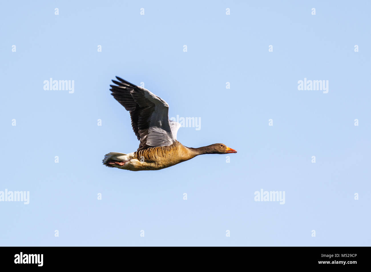 Alone Greylag Goose flying in a blue sky Stock Photo